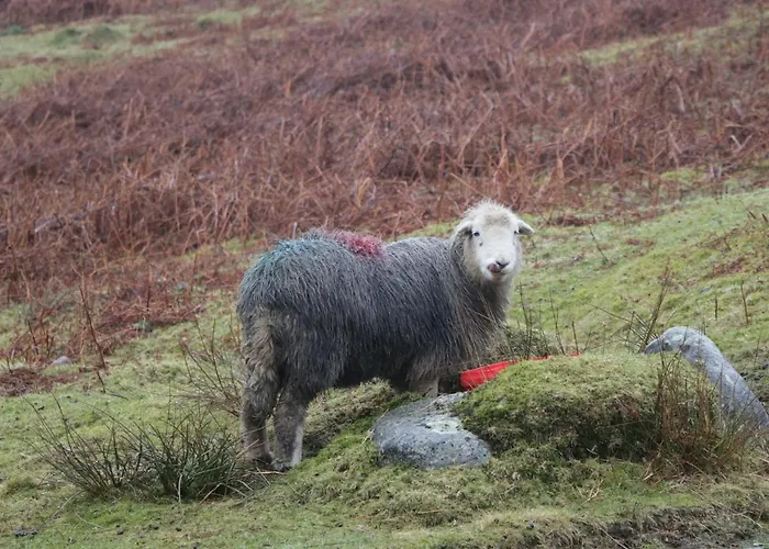 Сasa de vacaciones Treetops