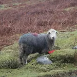 Hébergement de vacances Treetops